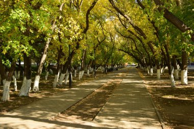 Parkta gölgeli bir sokakta
