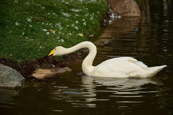 Cisne arrancando trozos de comida de un arbusto en la orilla — Foto de Stock