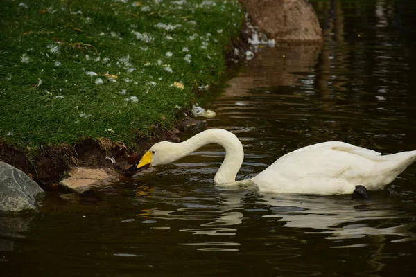 Swan slita bitar av mat från en buske på banken — Stockfoto