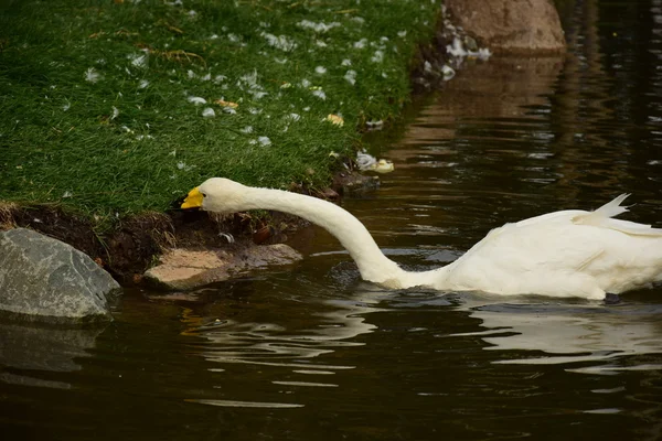 Cisne rasgando pedaços de comida de um arbusto no banco — Fotografia de Stock