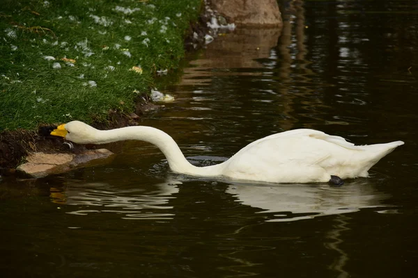 Cisne arrancando trozos de comida de un arbusto en la orilla — Foto de Stock