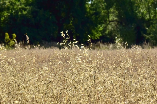 晴れた日に森の中の黄金の小麦の耳は — ストック写真