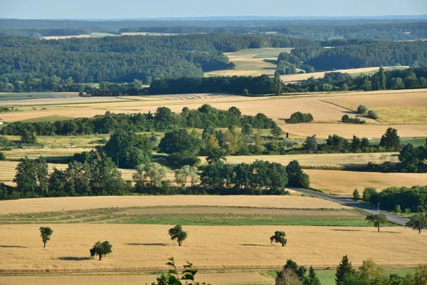 Rural Landscape Green Fields Trees Middle Field Summer Time — Stockfoto