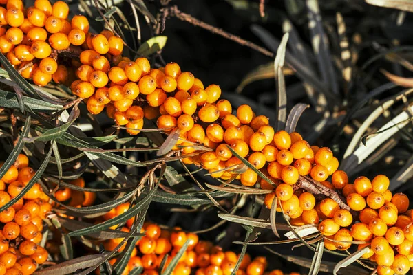 Natural Branch Orange Sea Buckthorn Berries Argousier — Stock fotografie