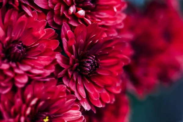 ブルゴーニュダリア花弁マクロ 花抽象的な背景 背景のための花Dhalia 菊のクローズアップ ソフトフォーカス — ストック写真