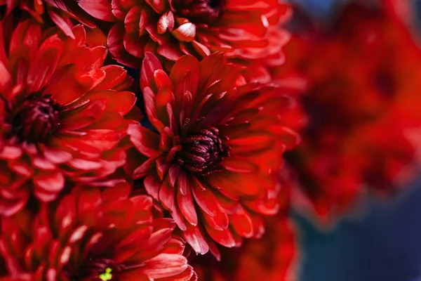 赤いダリアの花弁マクロ 花の抽象的な背景 背景のための花Dhalia 菊のクローズアップ ソフトフォーカス — ストック写真