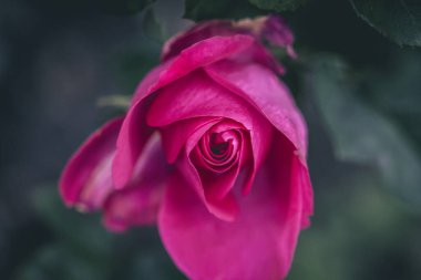 Güzel Sevgililer Günü Gülü, Bud Bud Aşk Arkaplanı, Güzel pembe güller ağaç yaprakları üzerinde.