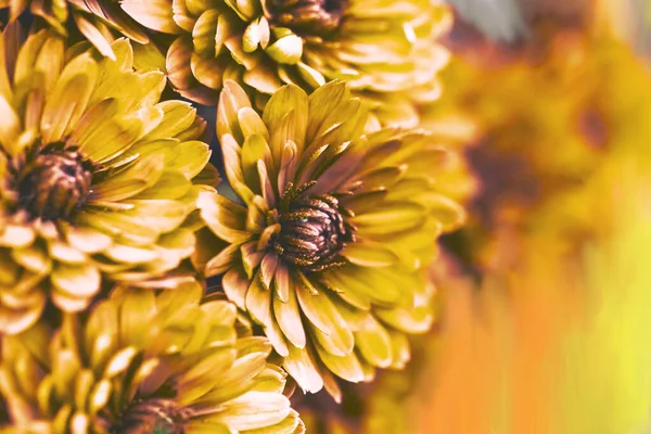 Orange Dahlia Petals Macro Floral Abstract Background Close Flowes Dahlia — Stock Photo, Image