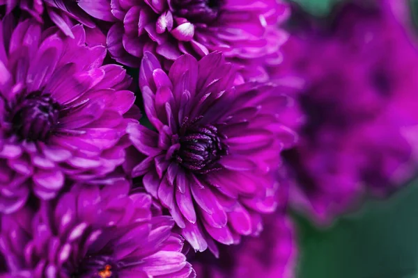 マゼンタ ダリア花弁のマクロ 花の抽象的な背景 背景のための花Dhalia 菊のクローズアップ ソフトフォーカス — ストック写真