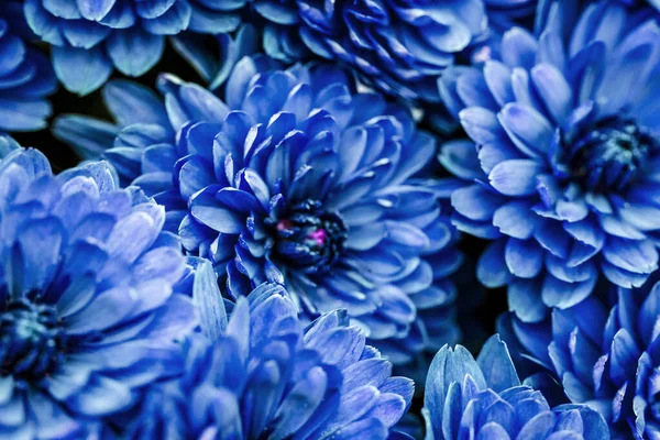 青いダリアの花弁マクロ、花の抽象的な背景。背景のための花dhalia 、菊のクローズアップ、ソフトフォーカス, — ストック写真