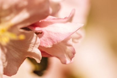Bulanık pembe elma ağacı çiçekleri ilkbaharda açar, Paskalya zamanı güneşli, bulanık arka planda bir bahçeye karşı. Kapatın. Seçici odak