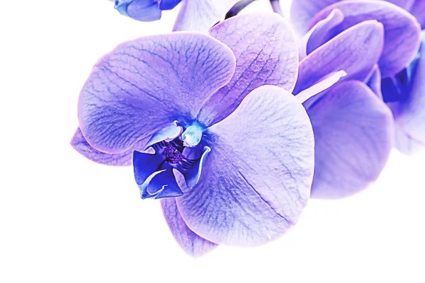 白い背景に孤立した紫色の蘭の花の小枝 — ストック写真