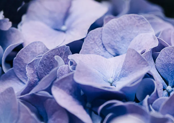 Pétalas de flores de Hydrangea macrophylla ou Hortensia lilás macias. Profundidade de campo rasa para sensação de sonho suave. — Fotografia de Stock