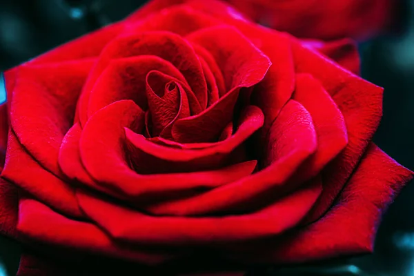 Gros plan d'une belle rose rouge. Fleurs fraîches comme expression de l'amour. Macro — Photo