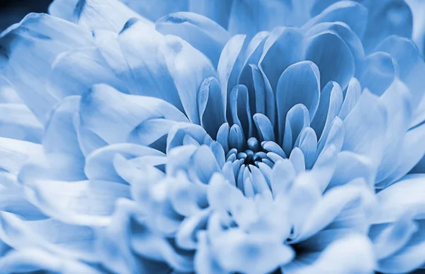 青いダリアの花弁のマクロ、花の抽象的な背景を強調した。背景のための花のダリアの閉じる,ソフトフォーカス, — ストック写真