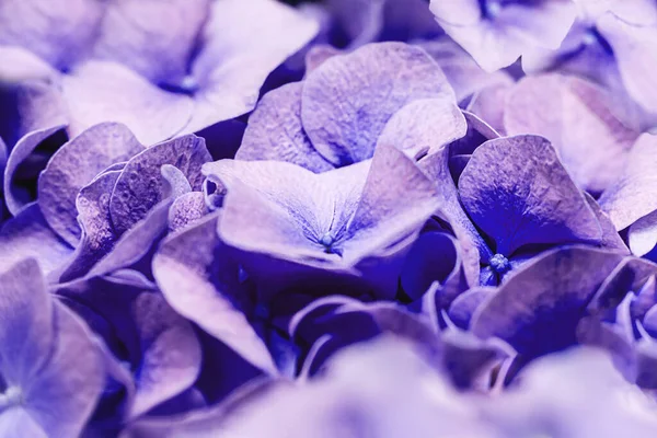 柔らかいライラックアジサイアジサイまたはホルテンシアの花の花弁。柔らかい夢のような感じのためのフィールドの浅い深さ — ストック写真