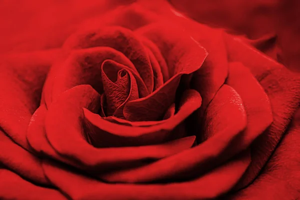 Close up of a beautiful red rose. Fresh flower as expression of love. Macro. — Stock Photo, Image