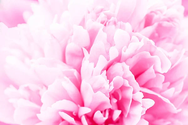 Defokussiertes Pastell, rosa Dahlienblätter, floraler abstrakter Hintergrund. Nahaufnahme der Blume Dahlie für Hintergrund, Weicher Fokus. — Stockfoto