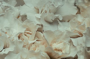 Yumuşak beyaz ortanca makrofilla ya da Hortensiya çiçek yaprakları. Yumuşak rüya hissi için sığ alan derinliği. Yumuşak odak.