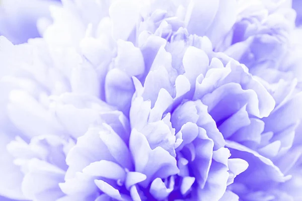 Defokussierte Pastell, lila Dahlienblüten Makro, floralen abstrakten Hintergrund. Nahaufnahme der Blume Dahlie für Hintergrund, Weicher Fokus — Stockfoto