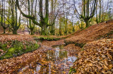 Kayın Otzarreta Bask Ülkesi içinde
