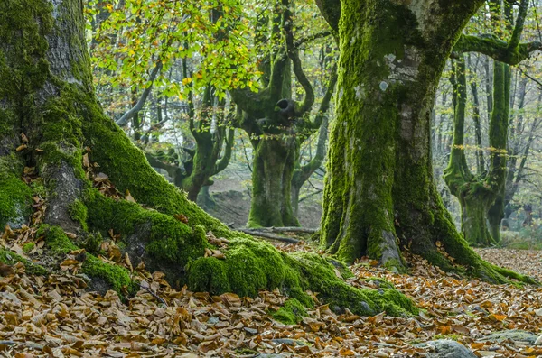 Buchen-otzarreta im Baskenland Stockfoto