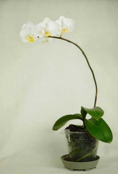 Orquídea blanca sobre fondo blanco —  Fotos de Stock