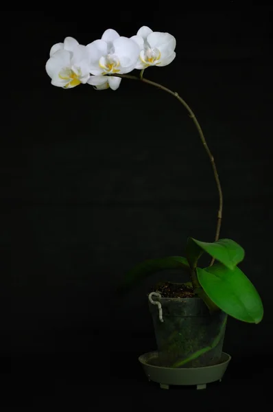 Vit orkidé på den svarta bakgrunden — Stockfoto