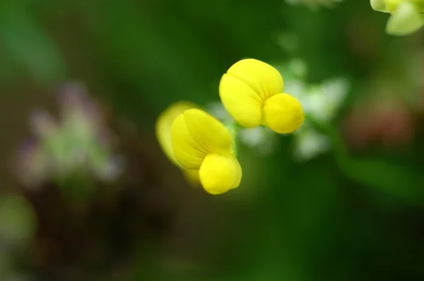 Little yellow flower — Stock Photo, Image