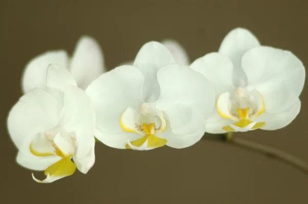 Біла орхідея на бордовому фоні — стокове фото