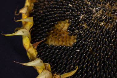 Siyah bir zemin üzerinde kurumuş ayçiçeği, siyah ayçiçeği çekirdeği. Yüksek kalite fotoğraf