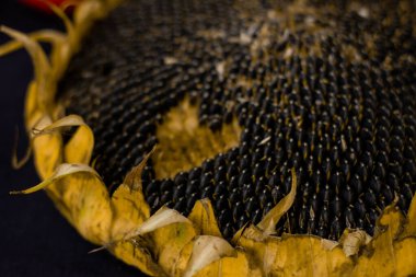 Siyah bir zemin üzerinde kurumuş ayçiçeği, siyah ayçiçeği çekirdeği. Yüksek kalite fotoğraf
