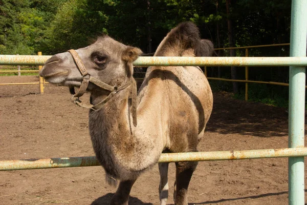 Kamel Auf Einer Koppel Auf Einem Bauernhof Wildtier Eingesperrt Hochwertiges — Stockfoto