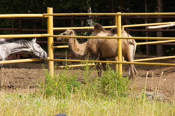 Kamel Auf Einer Koppel Auf Einem Bauernhof Wildtier Eingesperrt Hochwertiges — Stockfoto