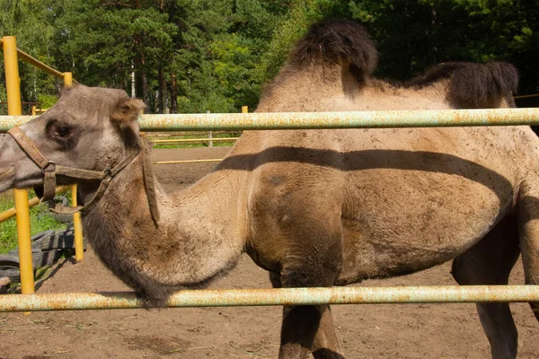 Kamel Auf Einer Koppel Auf Einem Bauernhof Wildtier Eingesperrt Hochwertiges — Stockfoto