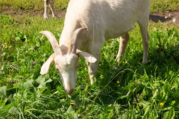 Cabra blanca con pasto de cabra en un prado y comer hierba —  Fotos de Stock