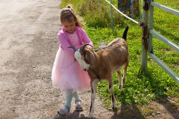 Kleines attraktives Mädchen im rosa Kleid kuschelt mit Ziege — Stockfoto