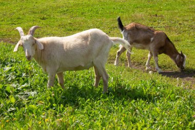Keçili beyaz keçi çayırda otlar ve ot yer.
