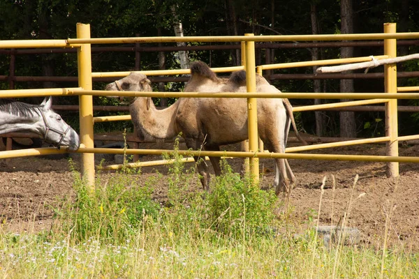 Kamel auf einer Koppel auf einem Bauernhof. Wildtier eingesperrt, — Stockfoto