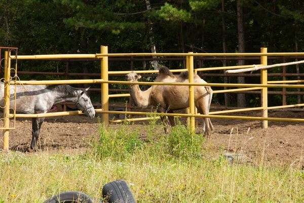 Kamel auf einer Koppel auf einem Bauernhof. Wildtier eingesperrt, — Stockfoto