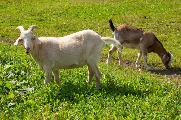 Weiße Ziege mit Ziege weiden auf einer Wiese und fressen Gras — Stockfoto