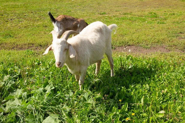 Weiße Ziege mit Ziege weiden auf einer Wiese und fressen Gras — Stockfoto