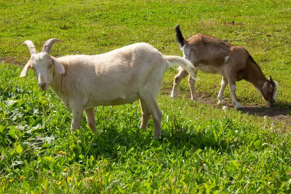 Weiße Ziege mit Ziege weiden auf einer Wiese und fressen Gras — Stockfoto