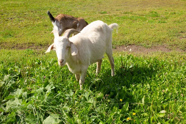 Weiße Ziege mit Ziege weiden auf einer Wiese und fressen Gras — Stockfoto