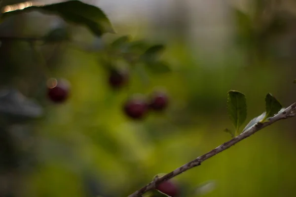 Cherry Berries Hang Tree Branch Unfocus High Quality Photo — Stock Photo, Image