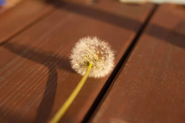 One White Dandelion Rests Boards Casts Shadow High Quality Photo — Stock Photo, Image