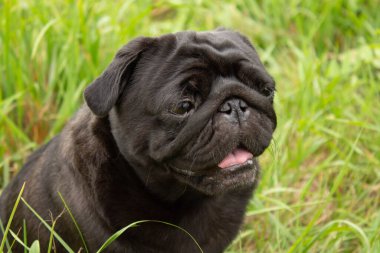 Bir pug portresi. Köpek çimenlerde oturur.