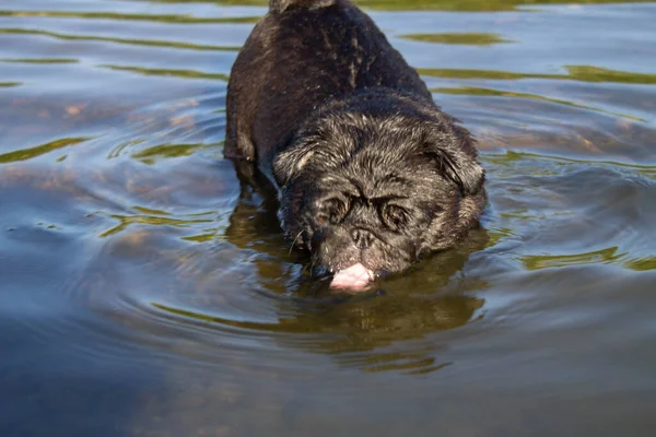 Black Pug Dricker Vatten Från Floden Hunden Stack Tungan Högkvalitativt — Stockfoto