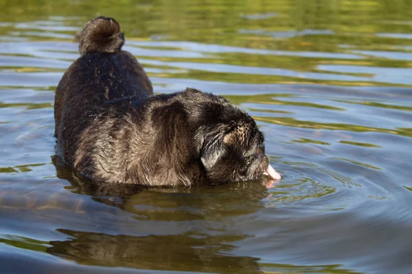 Black Pug Dricker Vatten Från Floden Hunden Stack Tungan Högkvalitativt — Stockfoto