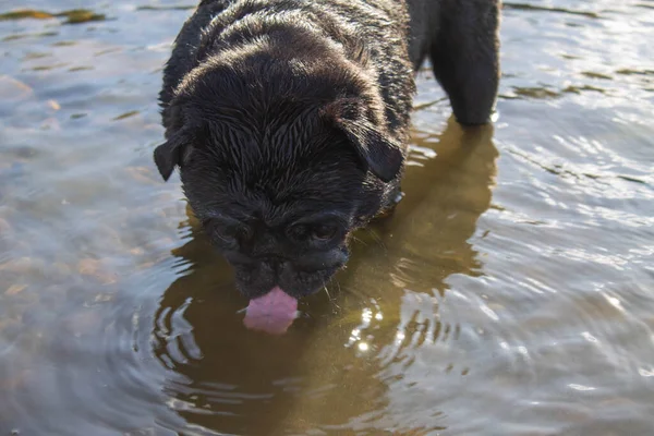 Black Pug Dricker Vatten Från Floden Hunden Stack Tungan Högkvalitativt — Stockfoto